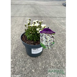 Saxifraga MARTO WHITE 'Florsaxwh1'