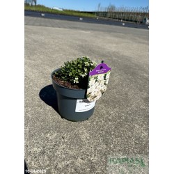 Iberis sempervirens 'Whiteout'