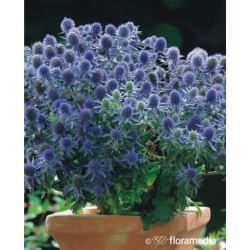 Eryngium planum 'Blue Hobbit'