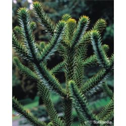 Araucaria araucana