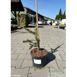 Picea abies 'Inversa'