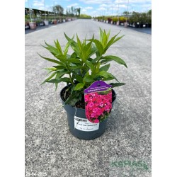 Phlox KA-POW PINK 'Balkapopink'