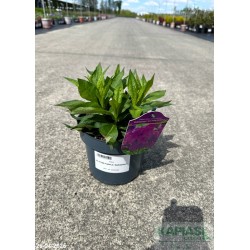 Phlox KA-POW PURPLE 'Balkapopur'