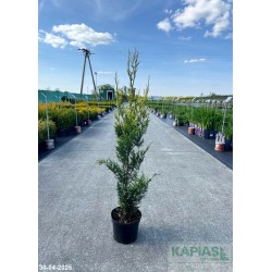 Thuja occidentalis 'Aureospicata'