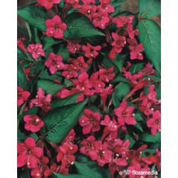 Weigela 'Eva Rathke' Pa