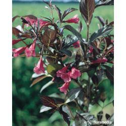 Weigela florida WINE & ROSES 'Alexandra' PBR Pa