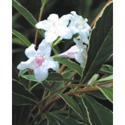Weigela 'Nana Variegata' Pa