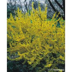 Forsythia intermedia x WEEK-END 'Courtalyn' Pa