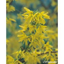 Forsythia 'Maluch' Pa