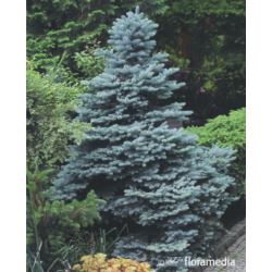Picea pungens 'Glauca Globosa'