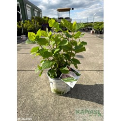 Hydrangea arborescens SWEET ANNABELLE 'NCHA4'