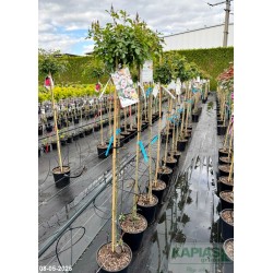 Rosa LOOKING FOR LOVE 'Kenpopeye'