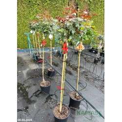Rosa ANIA 'Wekaltlive' PBR