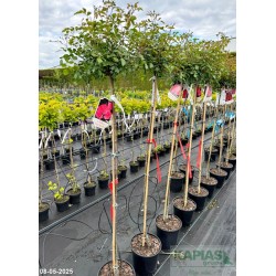 Rosa BAD BIRNBACH 'Korpancom'