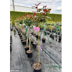 Rosa BORNEO ODORE 'Intercomgarf' PBR