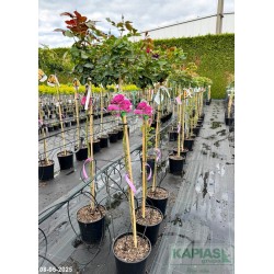 Rosa PURPLE EDEN 'Weksmopur'