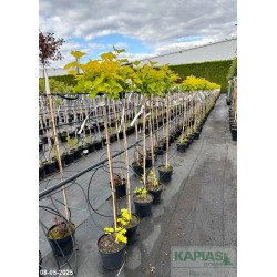 Physocarpus opulifolius 'Luteus' Pa