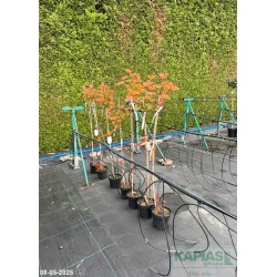 Physocarpus opulifolius MAGIC BALL 'LP1' PBR Pa