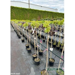 Weigela 'Kosteriana Variegata' Pa