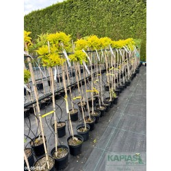 Weigela florida 'Goldrush' Pa