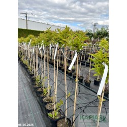 Weigela florida FRENCH LACE 'Brigela' PBR Pa