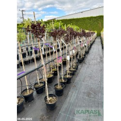Weigela florida WINE & ROSES 'Alexandra' PBR Pa