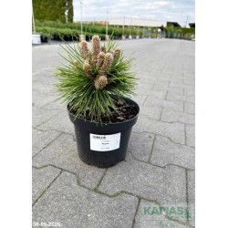 Pinus nigra 'Repens'