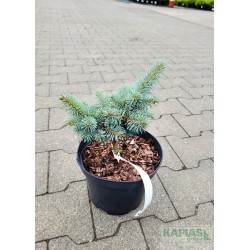 Picea pungens 'Glauca Globosa'