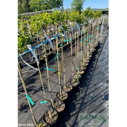 Forsythia intermedia x 'Lynwood' Pa