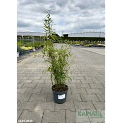 Fargesia nitida 'Great Wall'