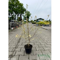 Betula nigra 'Shiloh Splash'