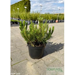Pinus mugo var. pumilio