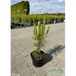 Pinus nigra subsp. nigra