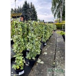 Hedera helix 'Mint Kolibri'