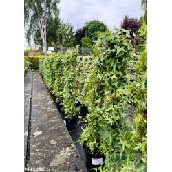 Hedera helix 'Sagittifolia'