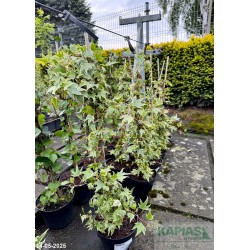 Hedera helix 'Yellow Ripple'
