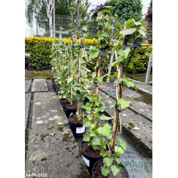 Hedera helix 'Woerner'