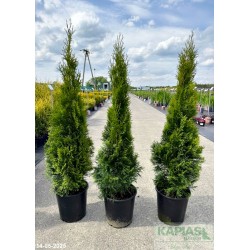 Thuja occidentalis 'Smaragd'