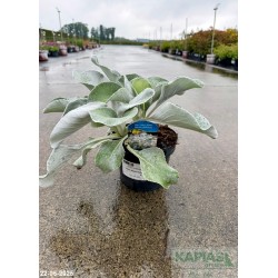 Senecio candidans ANGEL WINGS 'Senaw'