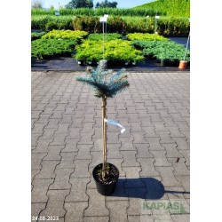 Picea pungens 'Glauca Globosa'