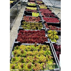 Sempervivum