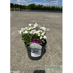 Aubrieta FLORADO WHITE 'FLOAUQ1618'