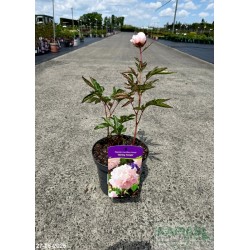 Paeonia 'Shirley Temple'