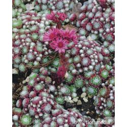 Sempervivum calcareum