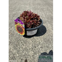 Sempervivum 'Andromeda'