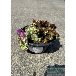 Sempervivum 'Jubilee'