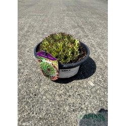 Sempervivum calcareum
