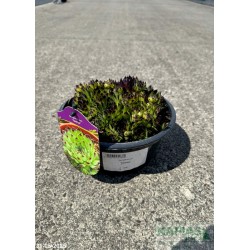 Sempervivum 'Taurus'