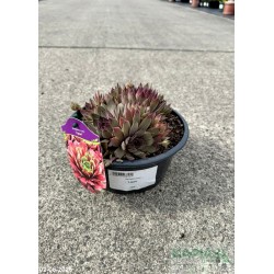 Sempervivum 'Lipari'