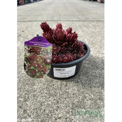 Sempervivum arachnoideum 'Red Papaver'